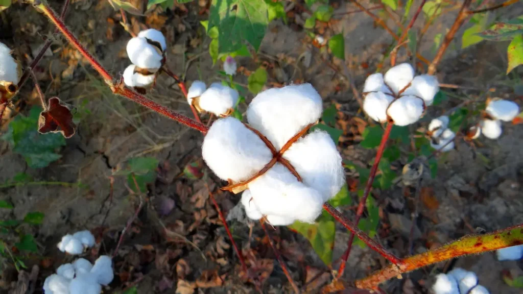 What is Algodon? is Cotton and Algodon Same?