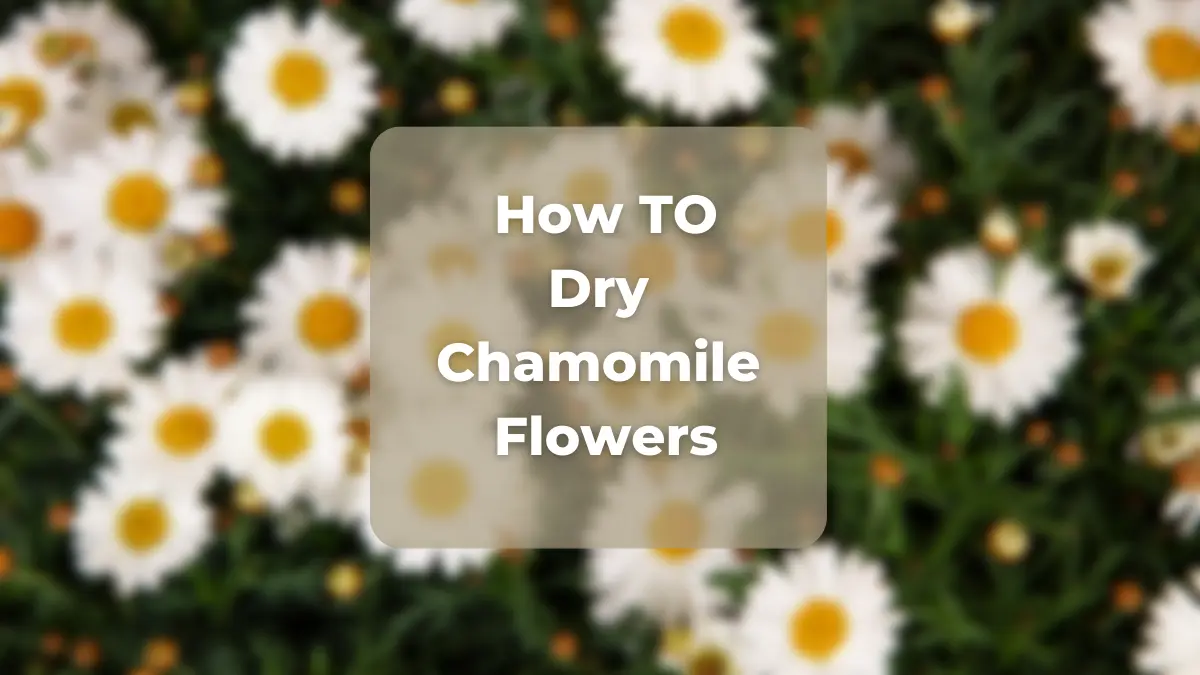 How to Dry Chamomile Flowers for Tea: A Step-by-Step Guide