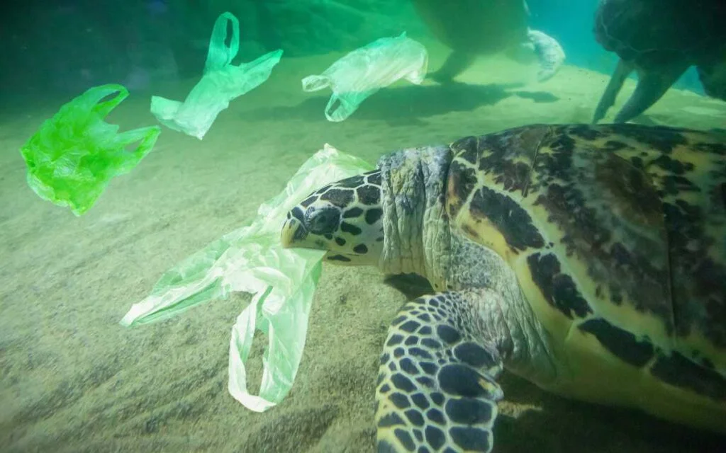 plastic eaten by tortoise in ocean